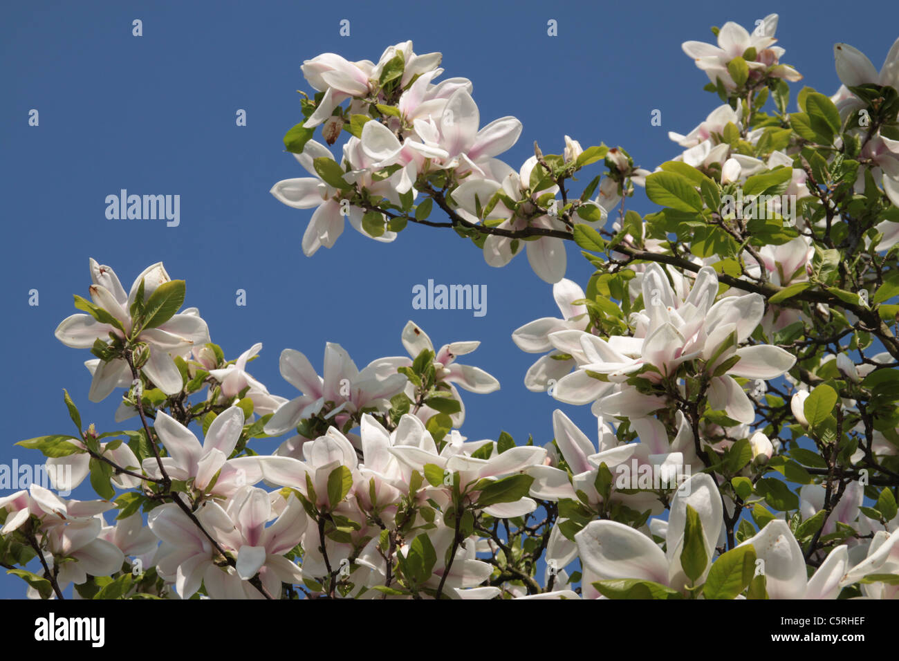 Flowers on a Magnolia tree, Windermere, The Lake District, Cumbria, UK Stock Photo