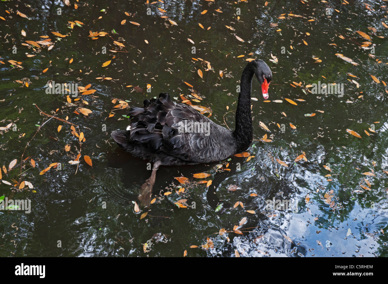 Santa Fe College Teaching Zoo Gainesville Florida. A black swan in the