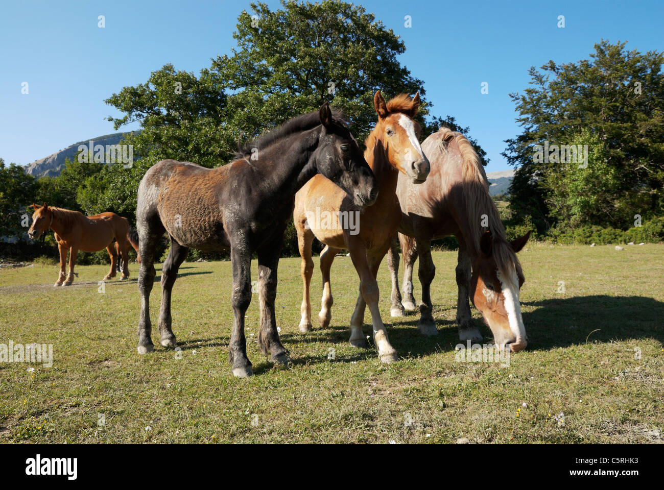 Horses roaming outdoors in Civitella Alfedena Stock Photo