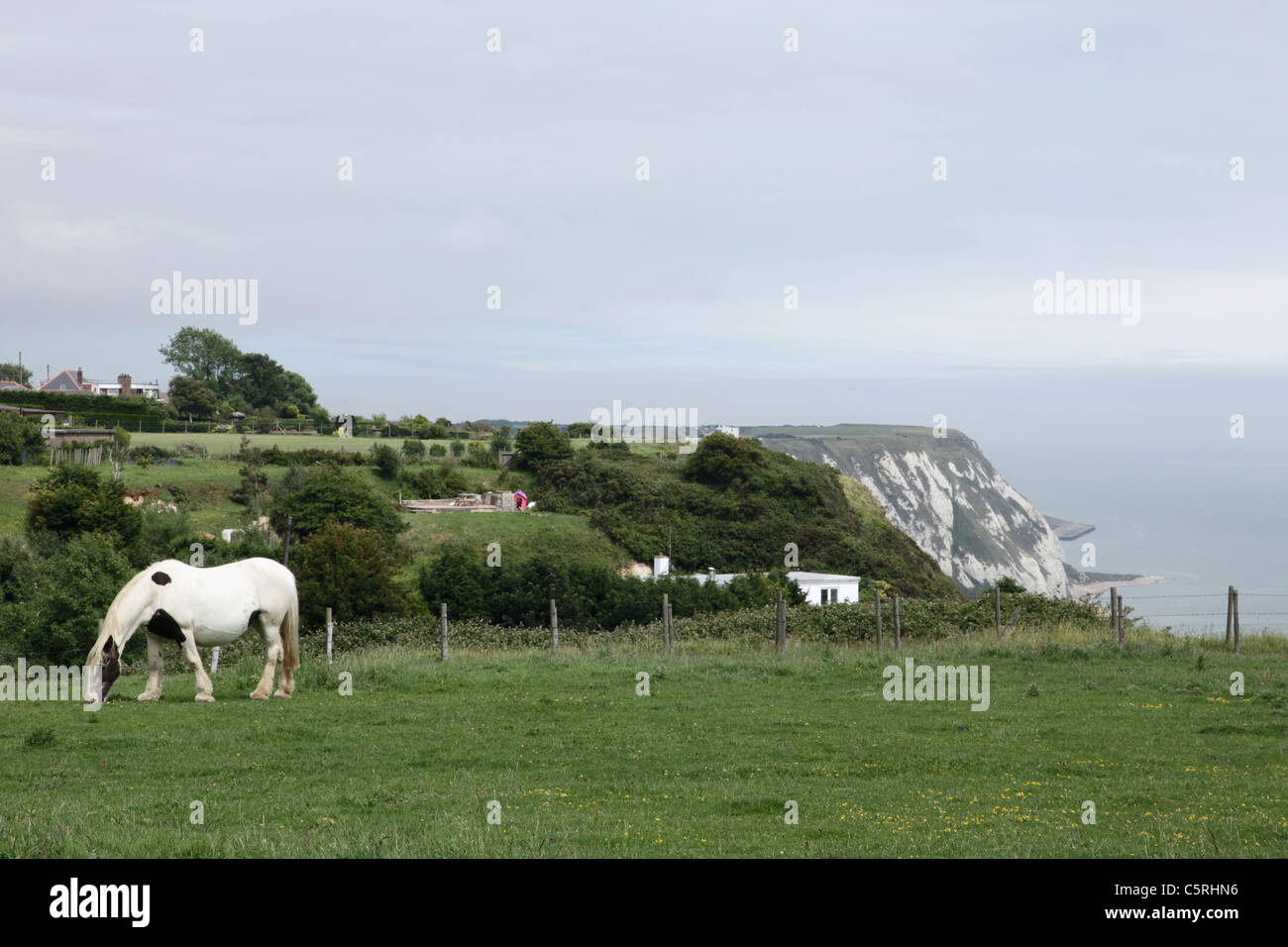 Horse in field at Capel-le-Ferne cliffs Kent Stock Photo