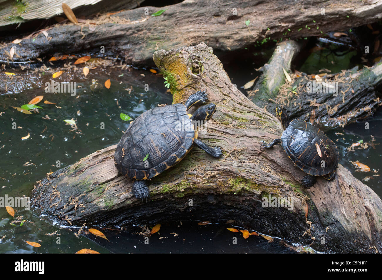 Santa Fe College Teaching Zoo Gainesville Florida. A Florida pond Stock
