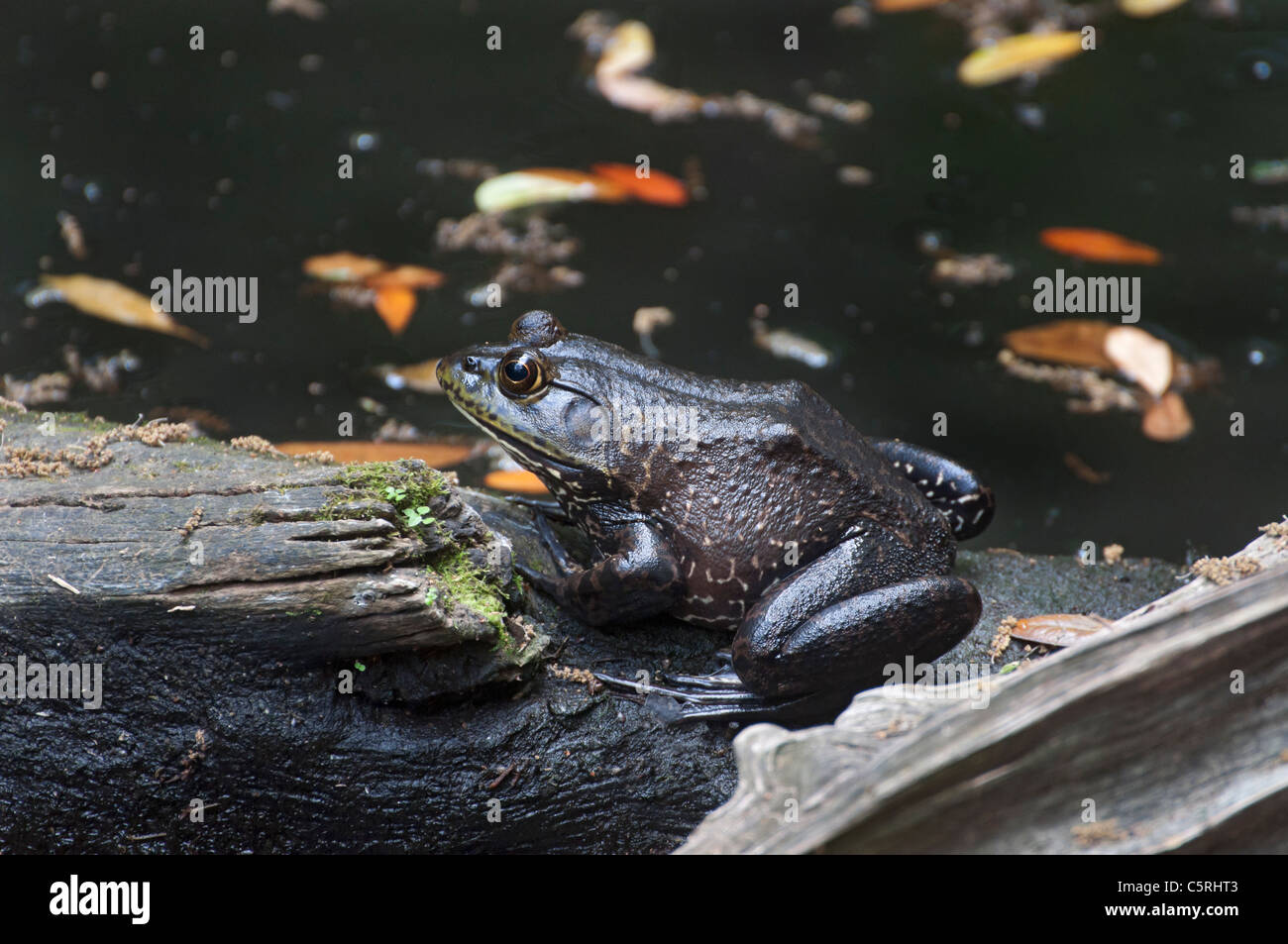 Santa Fe College Teaching Zoo Gainesville bullfrog in a