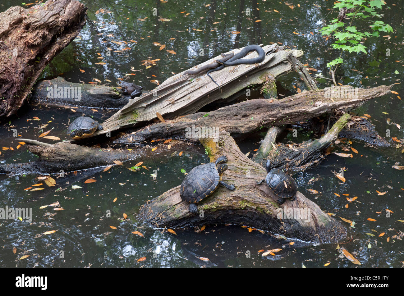 Santa Fe College Teaching Zoo Gainesville Florida. A Florida pond featuring aquatic turtles and snakes Stock Photo