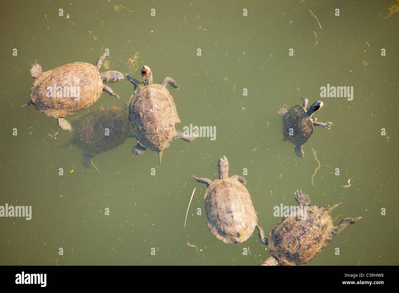 Striped Necked Terrapins (Mauremys caspica) in a river in Skala eresou, Lesbos, Greece. Stock Photo