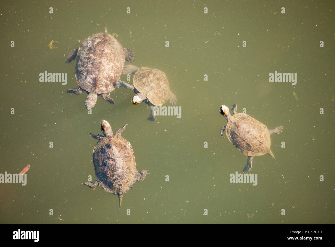 Striped Necked Terrapins (Mauremys caspica) in a river in Skala eresou, Lesbos, Greece. Stock Photo