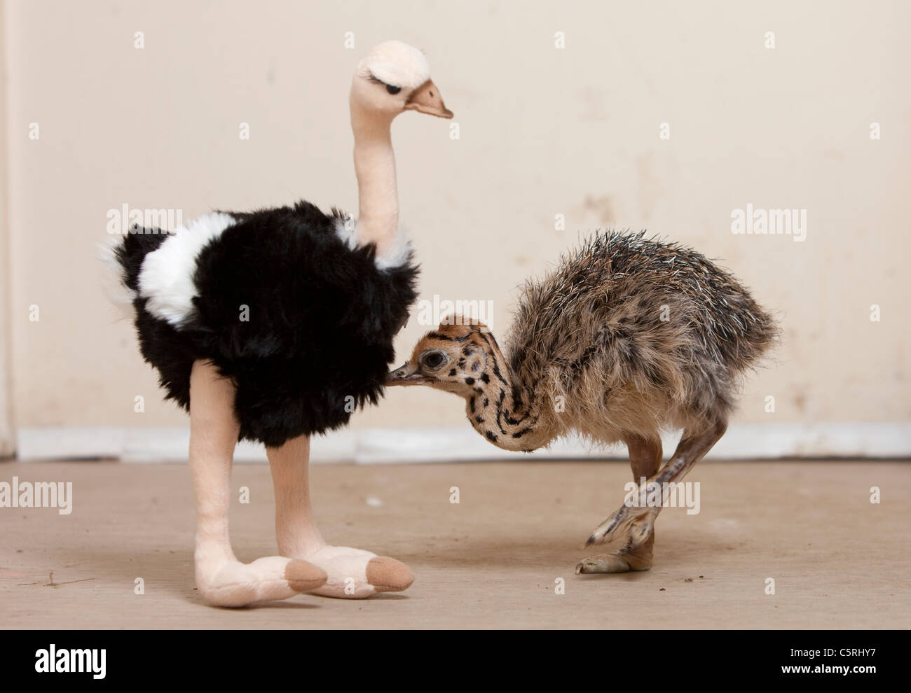 baby ostrich stuffed animal