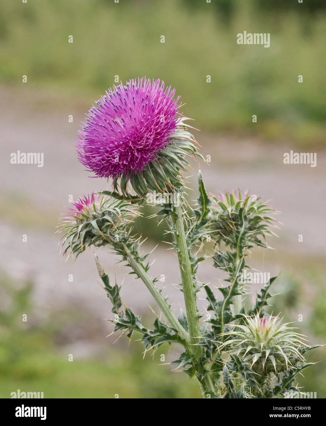 Musk Thistle, Carduus nutans. Photographed on the edge of a quarry in North Yorkshire. Stock Photo