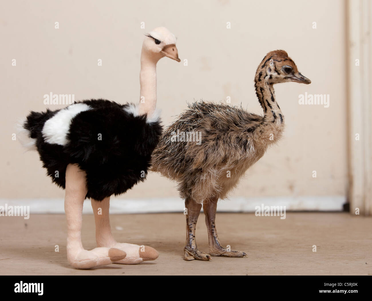 baby ostrich stuffed animal