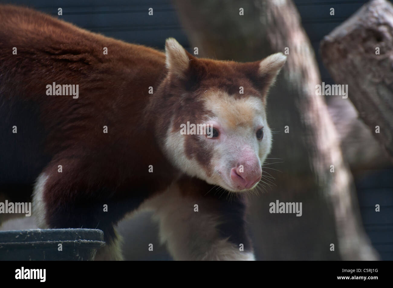 Santa Fe Teaching Zoo is part of Santa Fe College in Gainesville