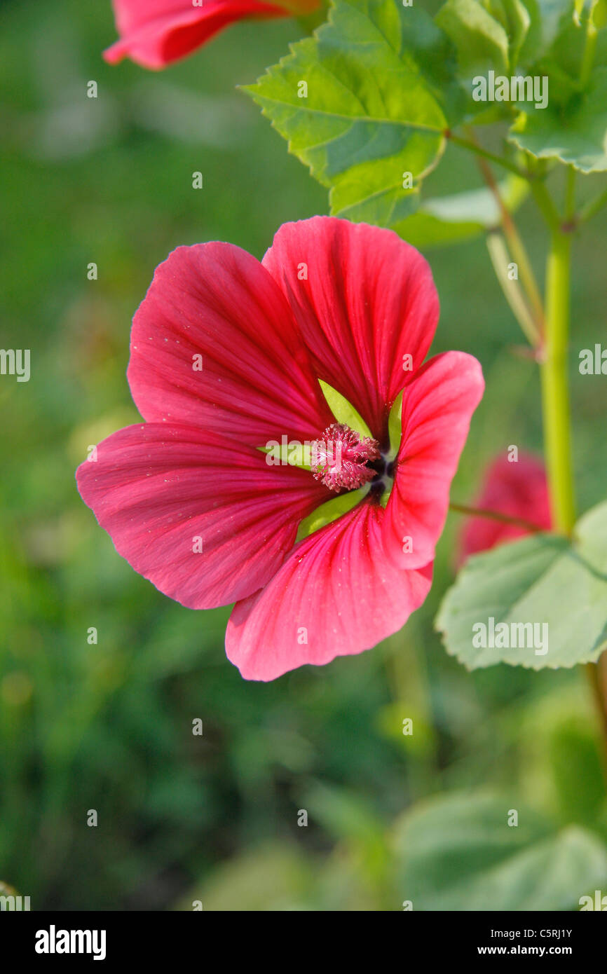 Malope in bloom (Malope trifida). Stock Photo