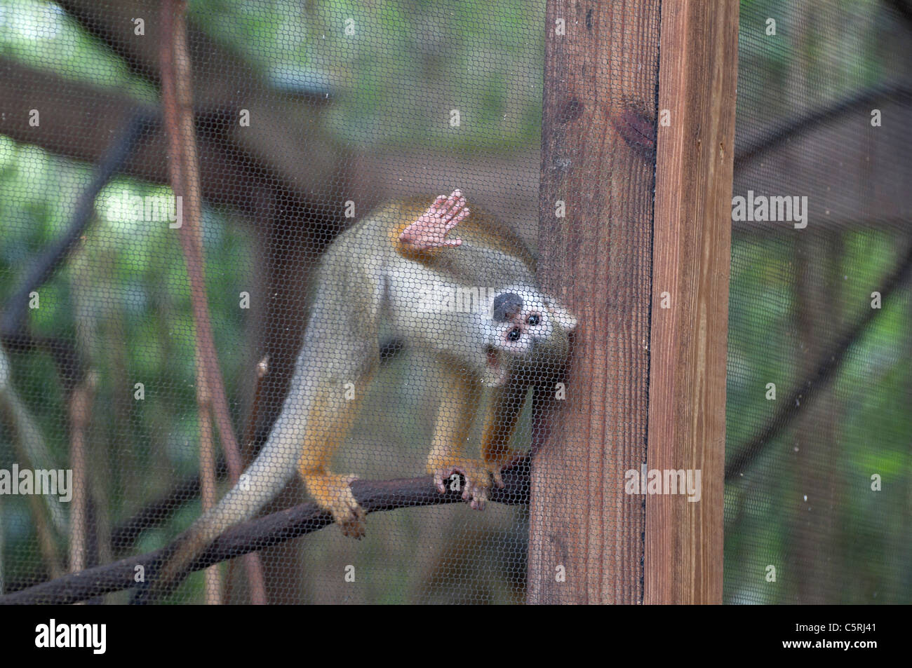 Santa Fe Teaching Zoo is part of Santa Fe College in Gainesville