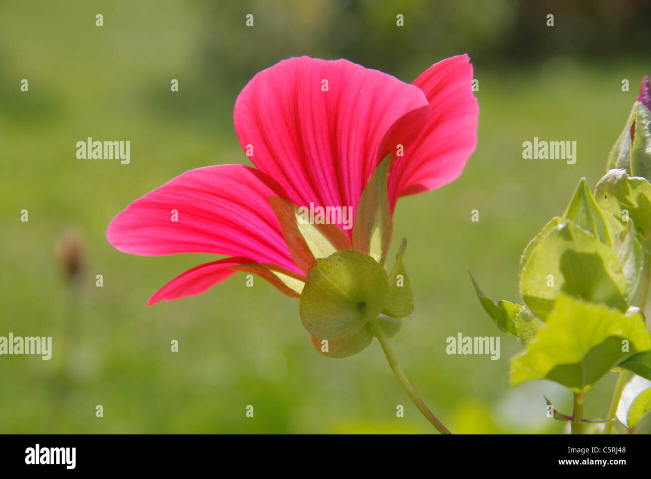 Malope in bloom (Malope trifida). Stock Photo