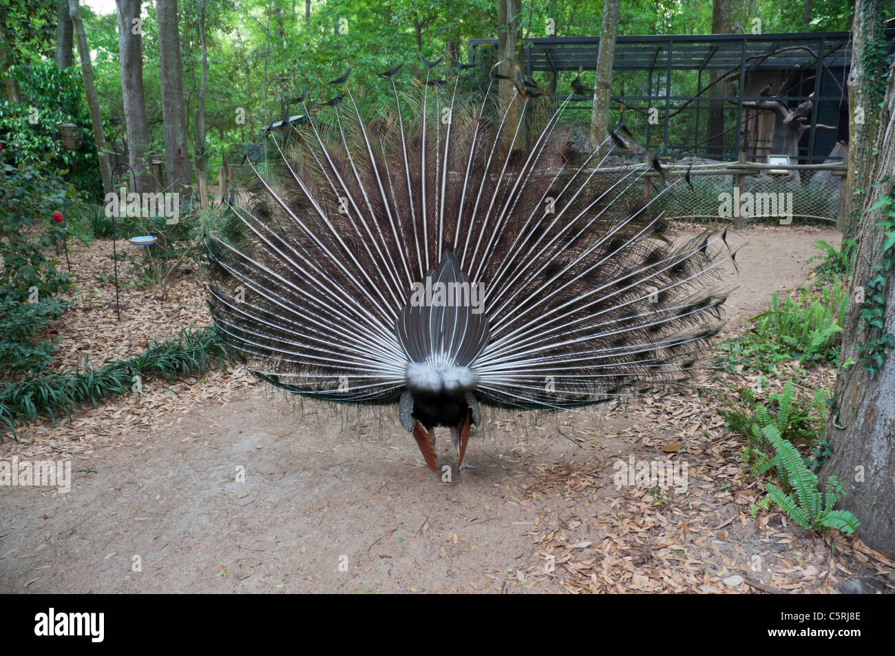 Santa Fe Teaching Zoo is part of Santa Fe College in Gainesville