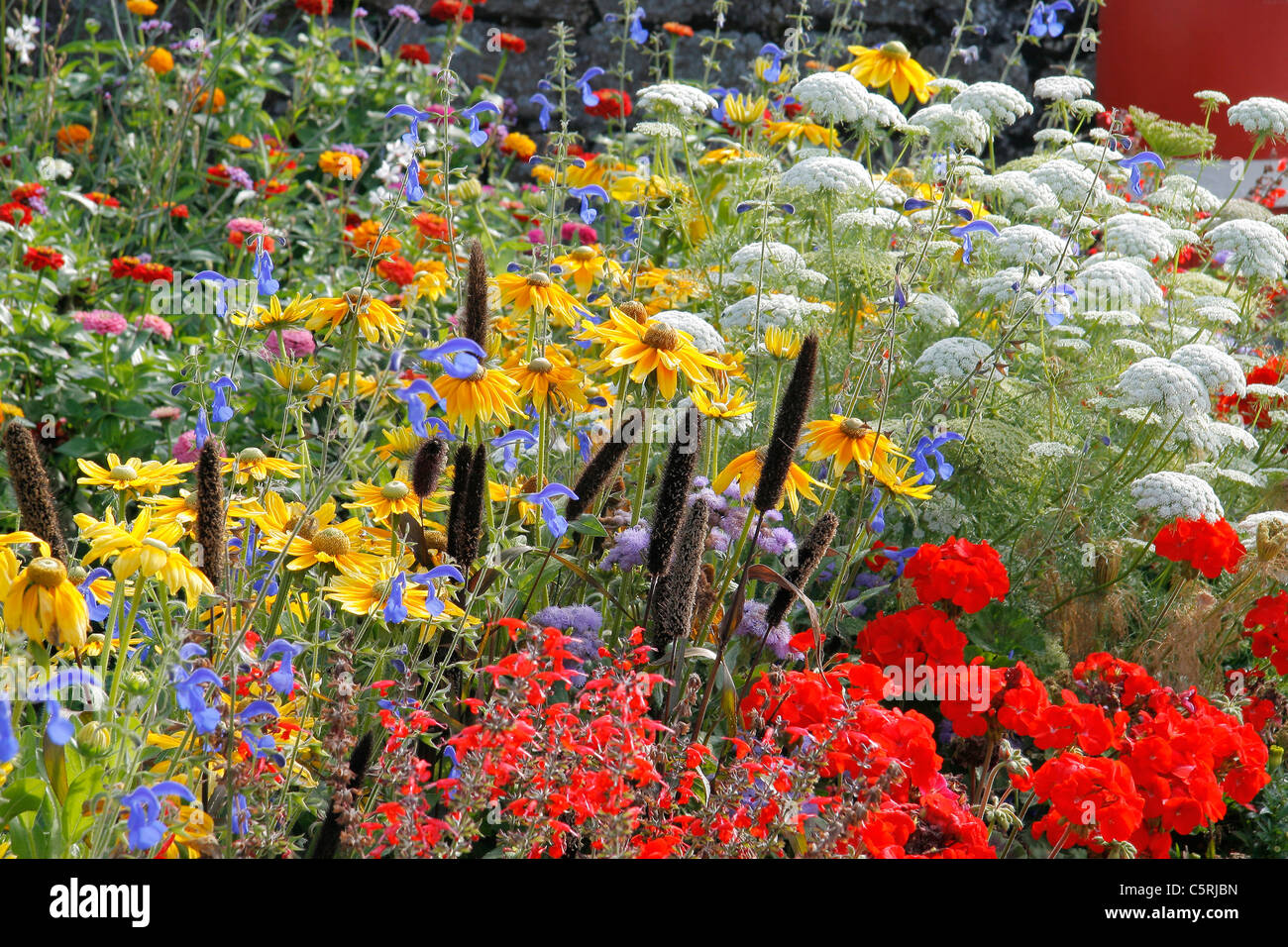 Mixed border : ornamental millet (Pennisetum glaucum). Rudbeckia "Prairie Sun" (Rudbeckia sp), Pelargoniums. Ammi (Ammi majus). Stock Photo