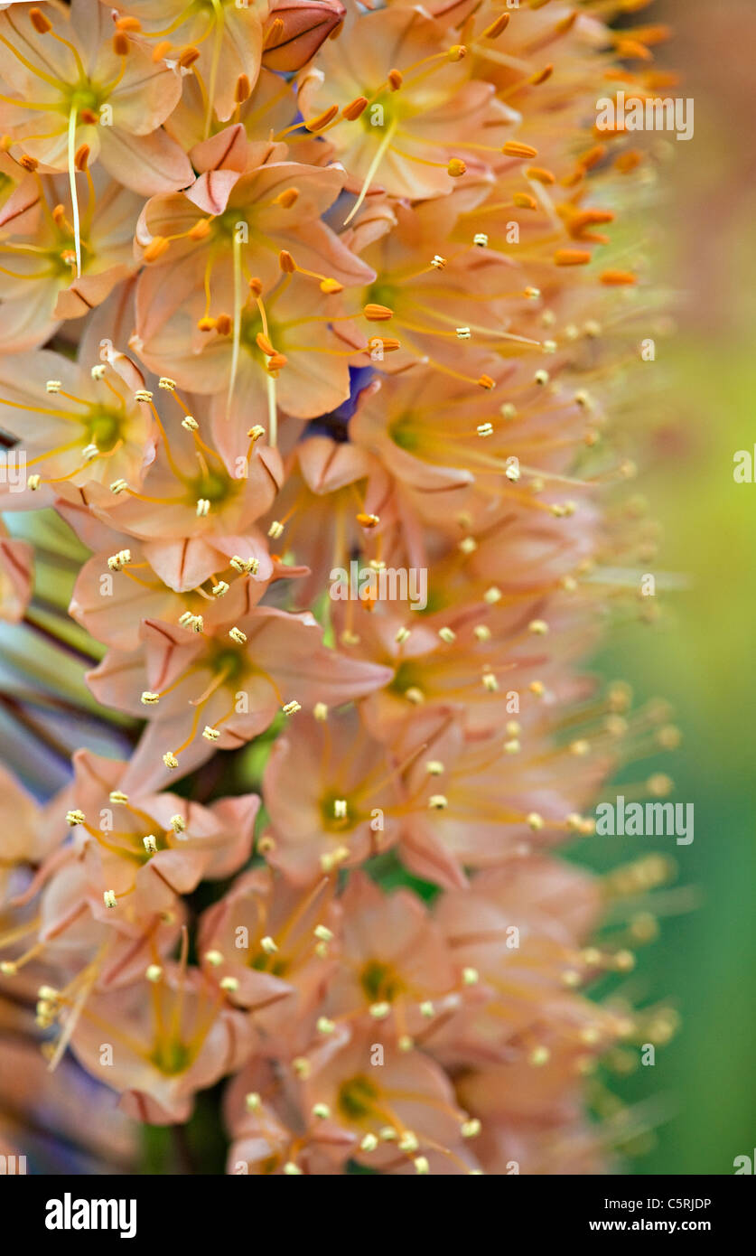 Eremurus robustus - Foxtail Lily Stock Photo