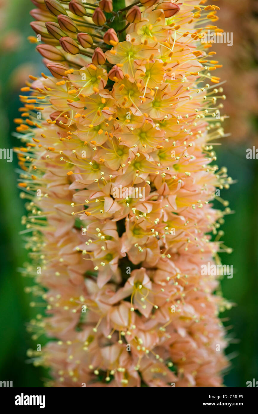 Eremurus robustus - Foxtail Lily Stock Photo