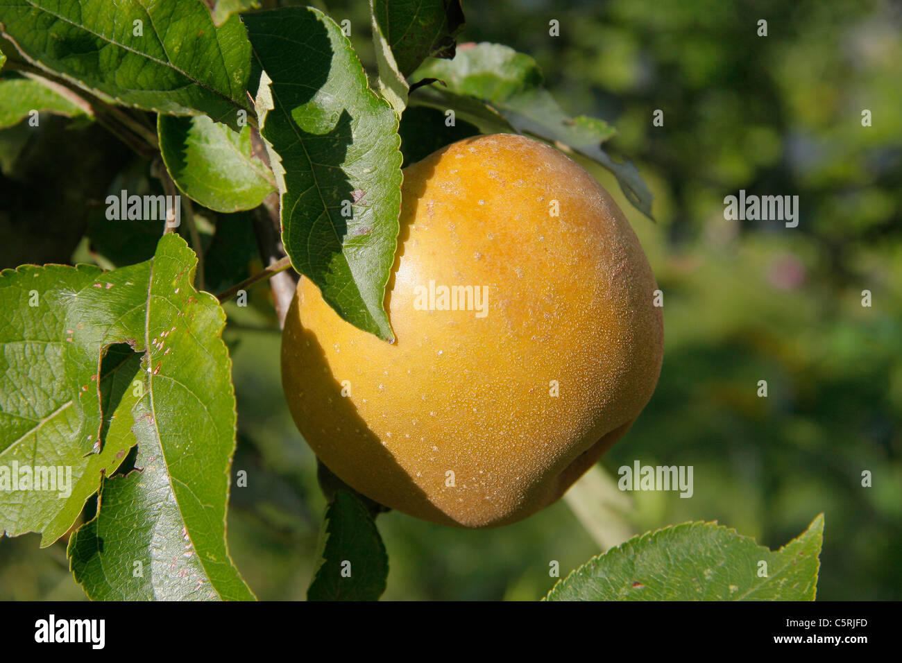 Russet apple on branch  (Suzanne 's garden, Le Pas, Mayenne, Pays de la Loire, France). Stock Photo