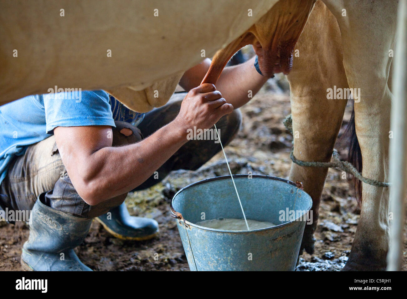 Man milking cow in Barillas, Comalapa, Chalatenango Department, El Salvador Stock Photo