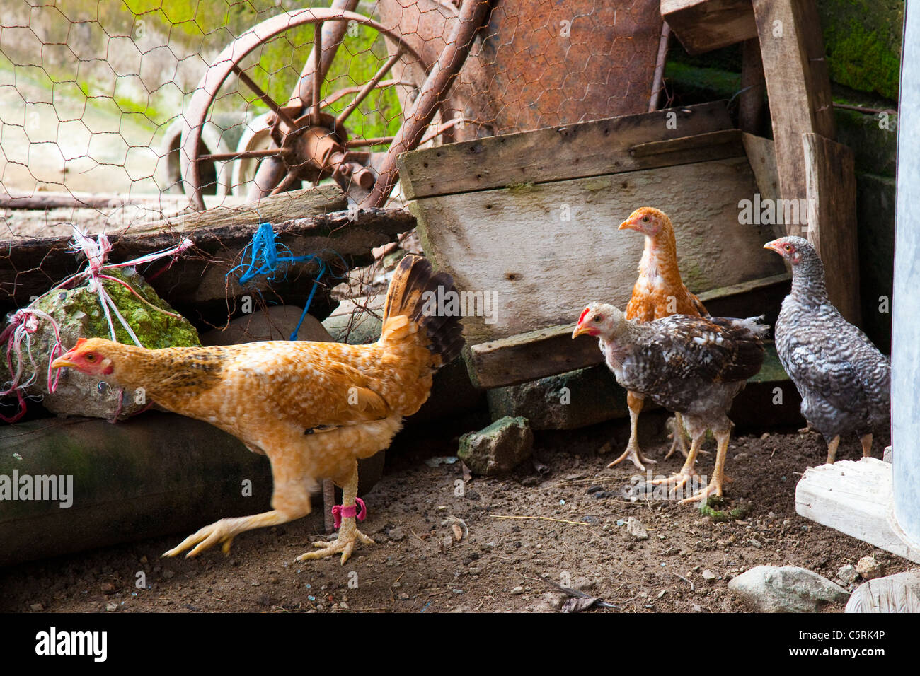 Chickens in Canton La Junta, Comalapa, Chalatenango, El Salvador Stock Photo