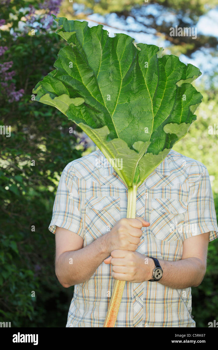 Man hiding behind a rhubarb leaf. Stock Photo