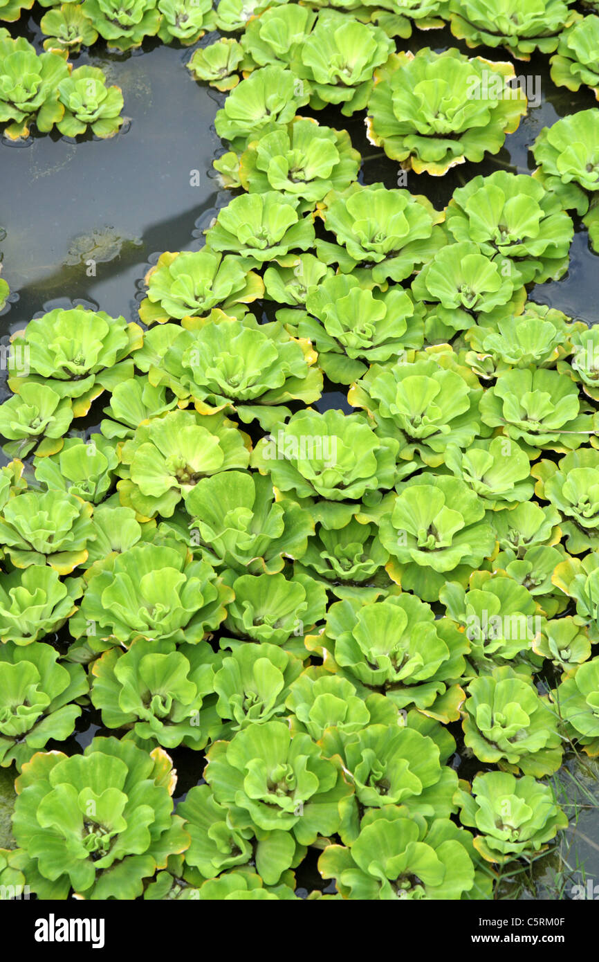 Mosquito fern , Water fern Stock Photo