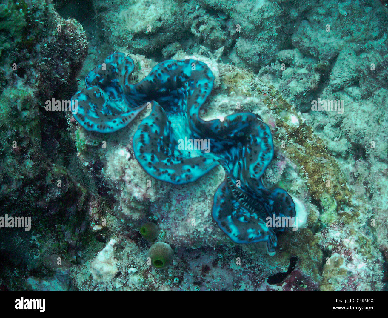 Clam underwater, The Maldives Stock Photo