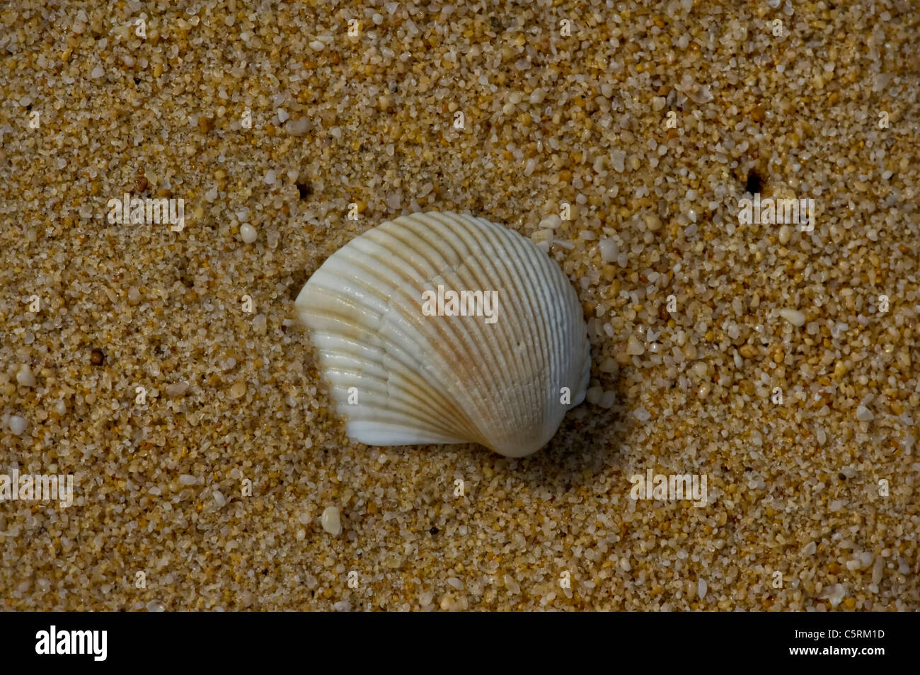 single cockle shell on a beach Stock Photo