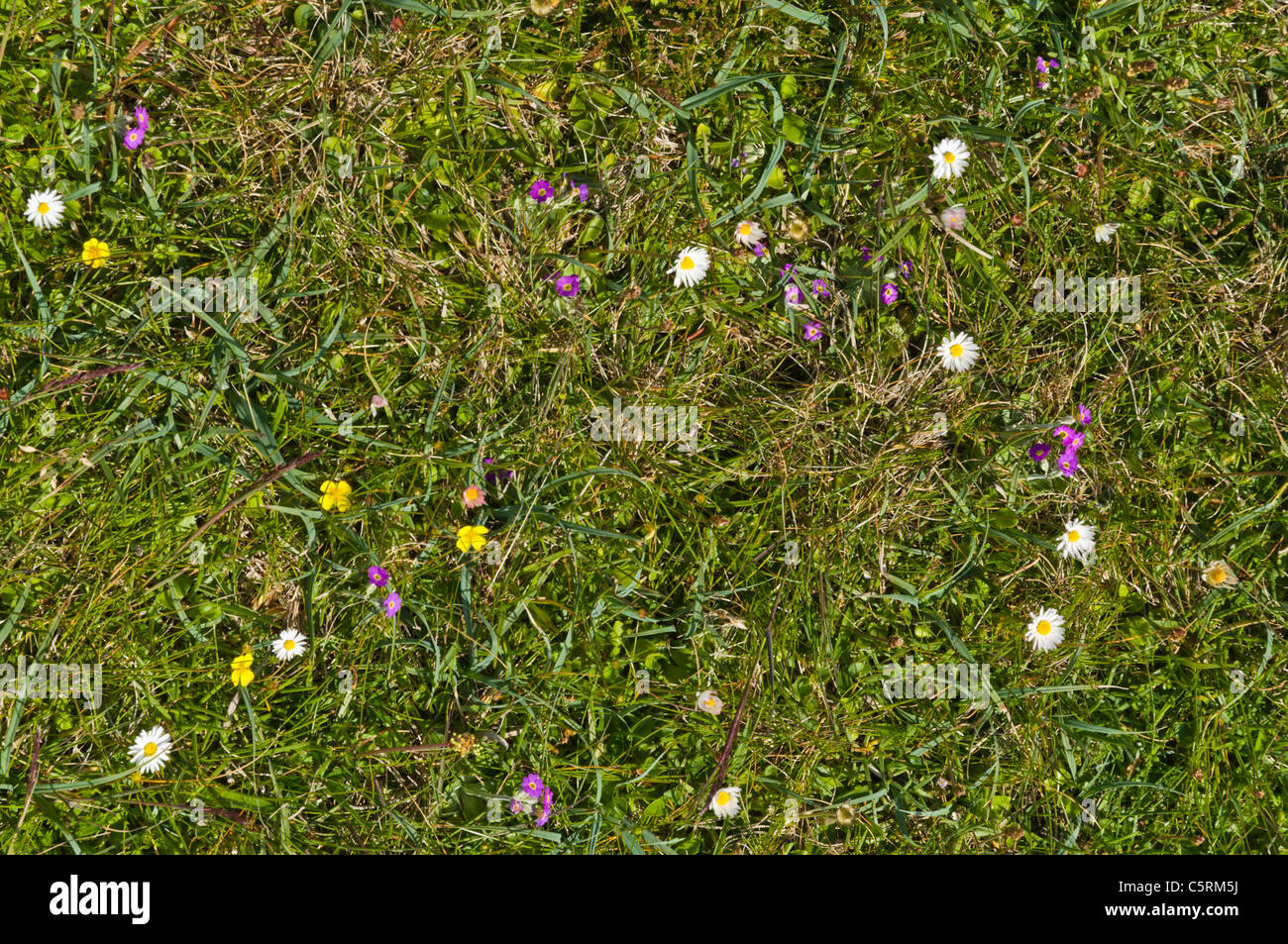 dh  WILDFLOWERS UK Rousay wildflowers Primula Scotica seacliff grass wild flowers field Stock Photo