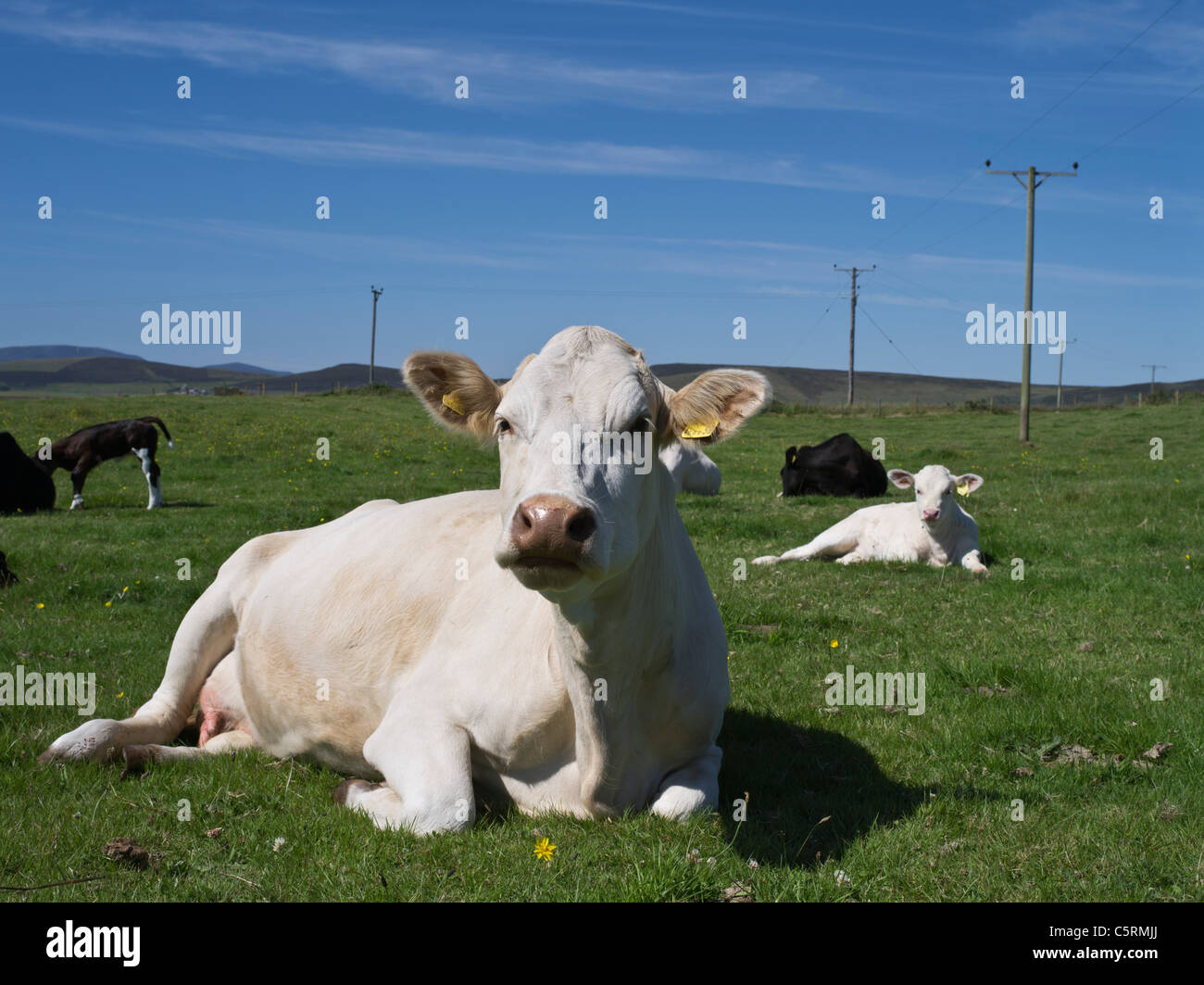 dh Scotland beef Cows ANIMALS UK British Cow calf cross laying farming cattle sitting in down field sit Stock Photo