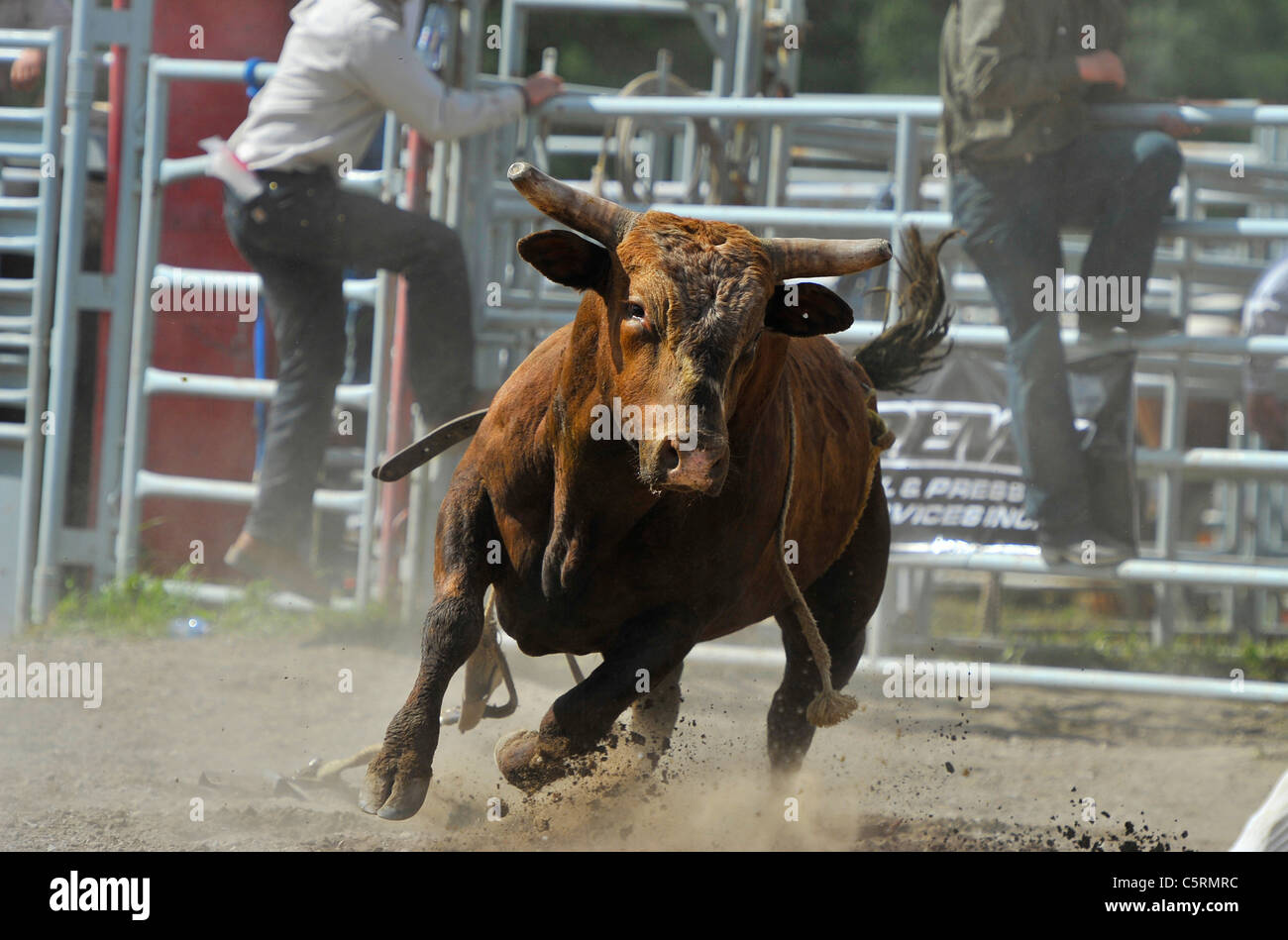 A rodeo bucking bull charges after a competitor in the rodeo arena Stock Photo