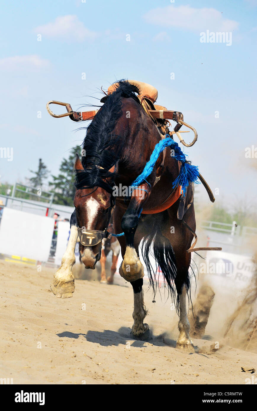 A horse still bucking after bucking off his rider at a rodeo event in