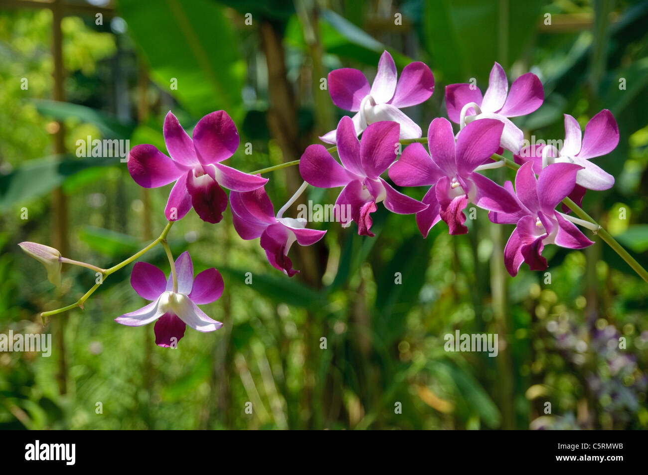 Orchid, Singapore Botanic Gardens, Singapore, Southeast Asia, Asia Stock Photo