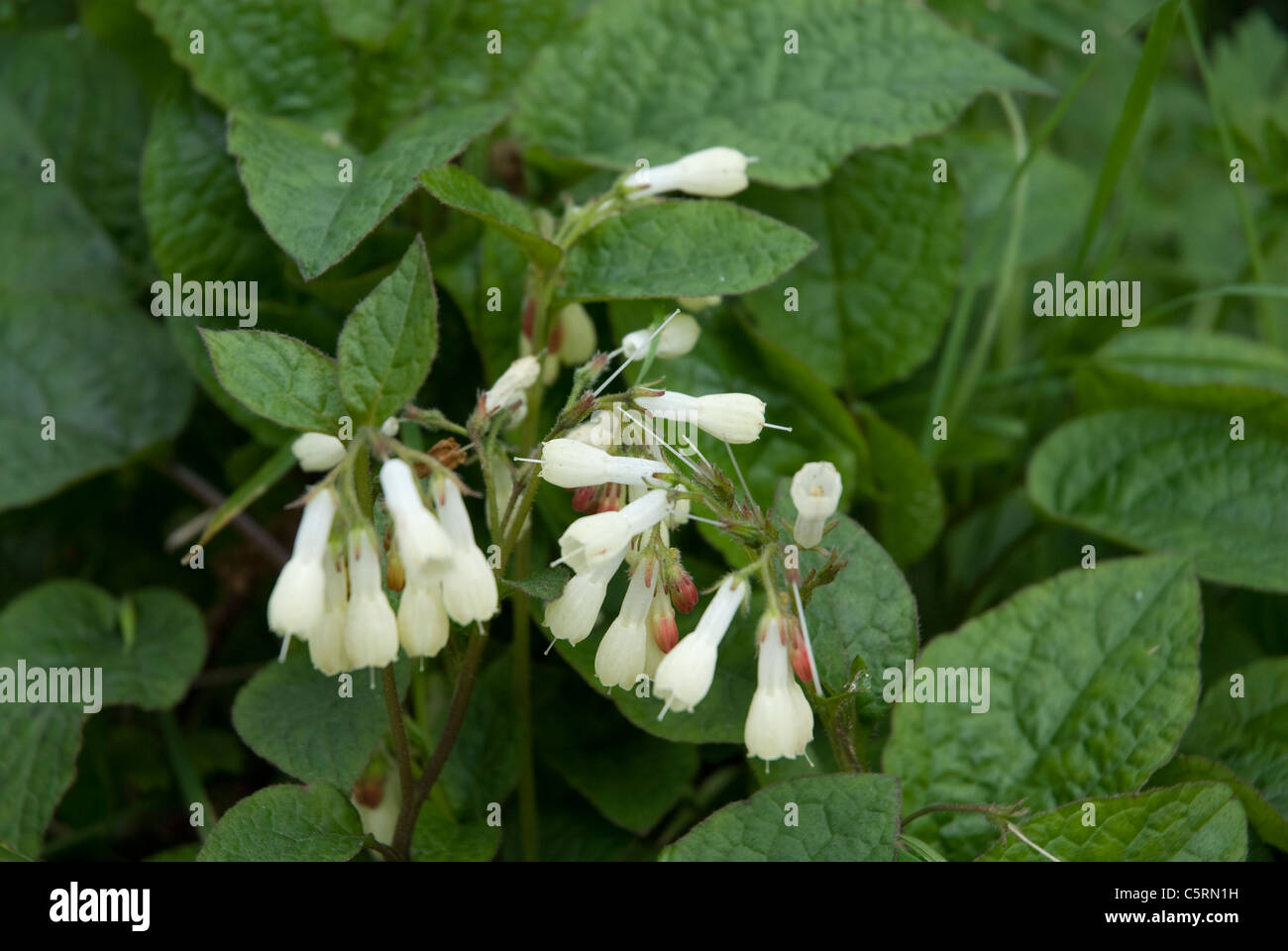 White flowering comfrey herb Henrietta Gardens Bath Somerset UK Stock Photo