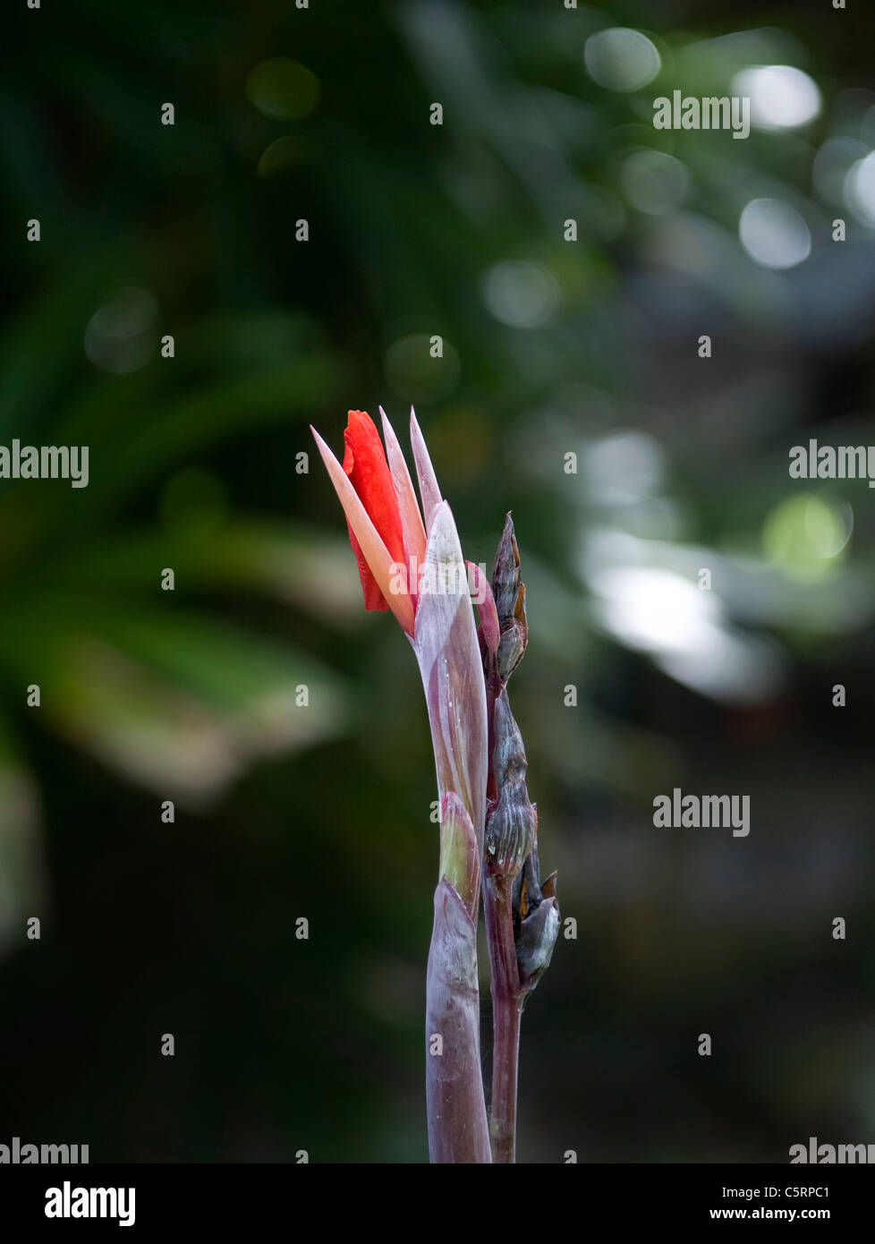 canna lily bud in Thailand Stock Photo