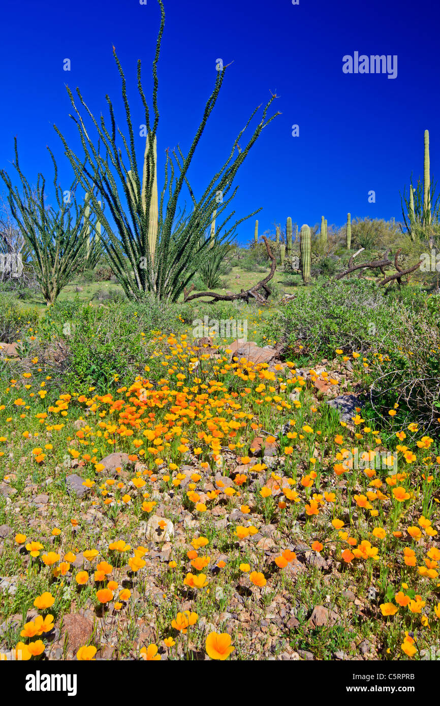 Mexican Gold Poppy, Eschscholzia Mexicana, Papaveraceae, Organ Pipe 