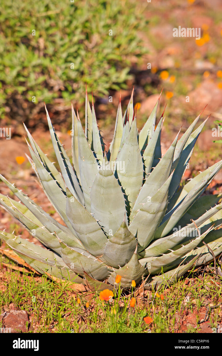 Century plant, Agave parryi, Mexican gold poppy, Eschscholzia mexicana, Papaveraceae, Organ Pipe National Monument, Arizona, USA Stock Photo