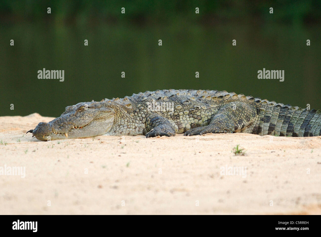 Mugger Crocodile (Crocodylus palustris) aka Marsh Crocodile, in Yala West National Park, Sri Lanka Stock Photo