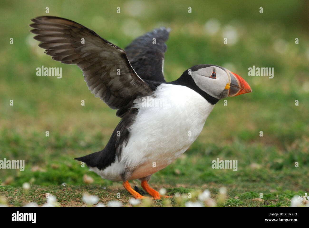 Puffin (Fratercula arctica) just about to take off from Skomer Island, Wales, UK. May 2011. Stock Photo