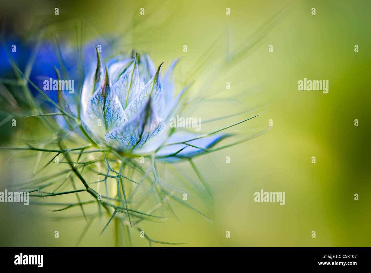 A Love-in-a-mist flower opening -  Nigella damascena Stock Photo