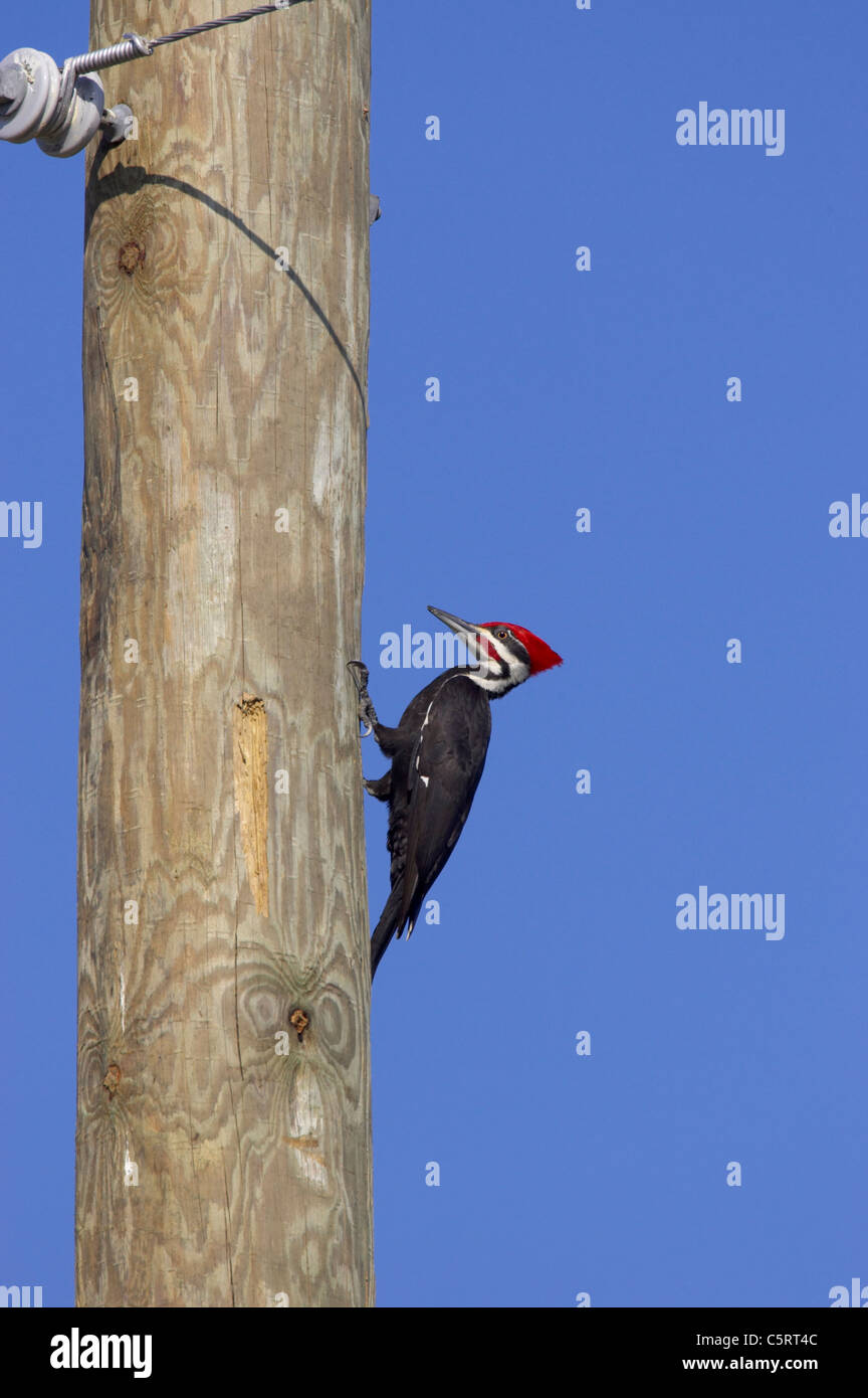 Woodpecker Damage High Resolution Stock Photography and Images - Alamy