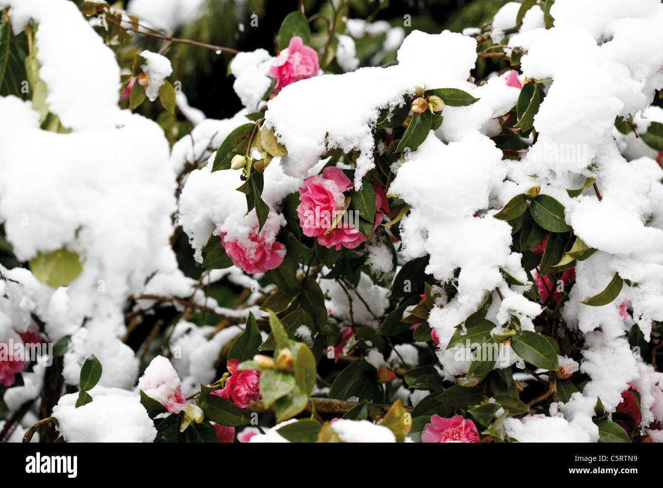 Camellia (Camellia japonica) in winter, close up Stock Photo