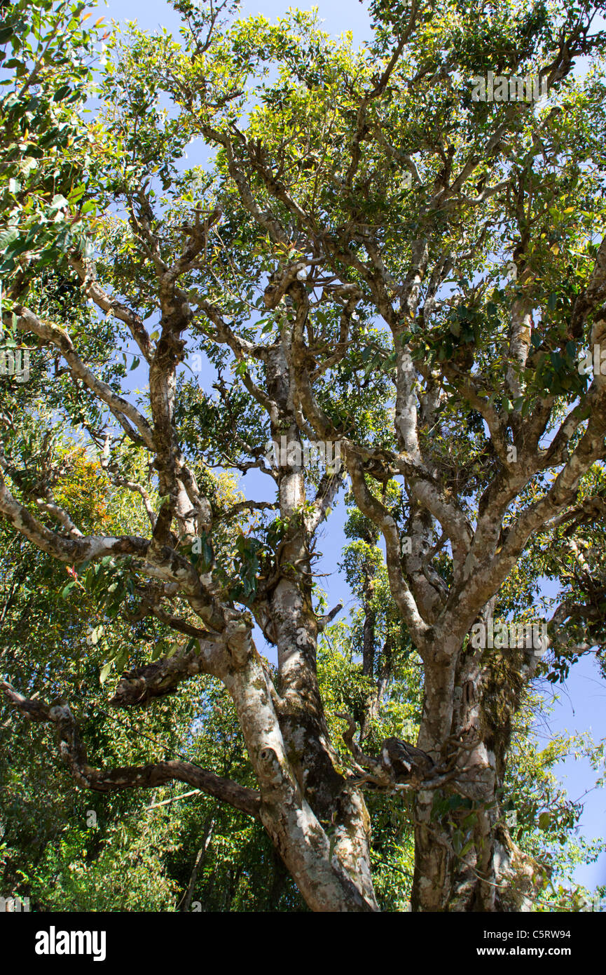 Huge ficus tree near Pokhara, Western Region, Nepal Stock Photo - Alamy