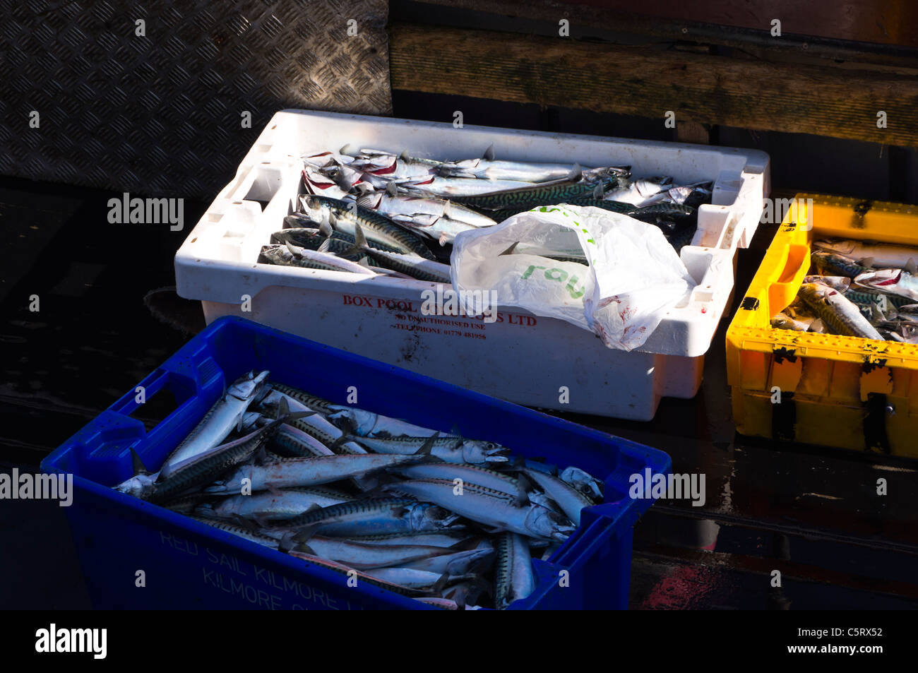 Fresh mackerel caught off the Northumberland coast, in a small fishing boat Stock Photo