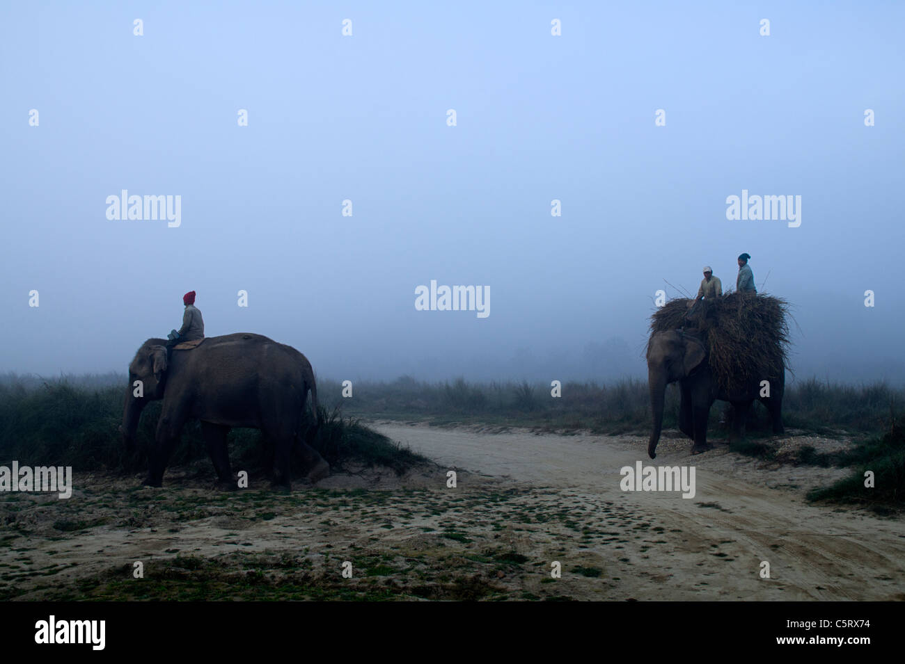 Men with elephants harvesting reed in the Chitwan National Park, Central Region, Nepal Stock Photo