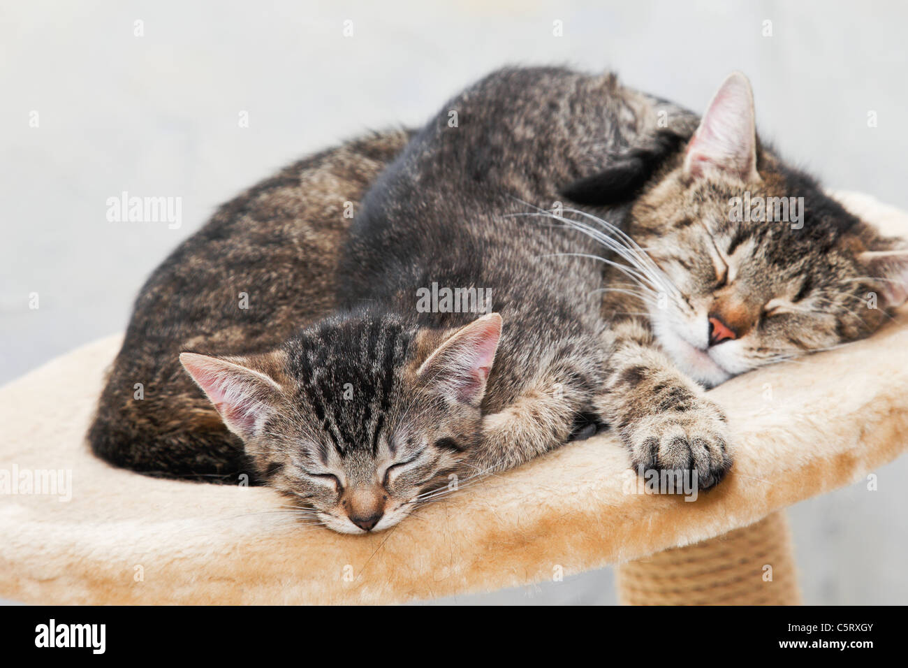Domestic cats, cat and kitten sleeping together Stock Photo