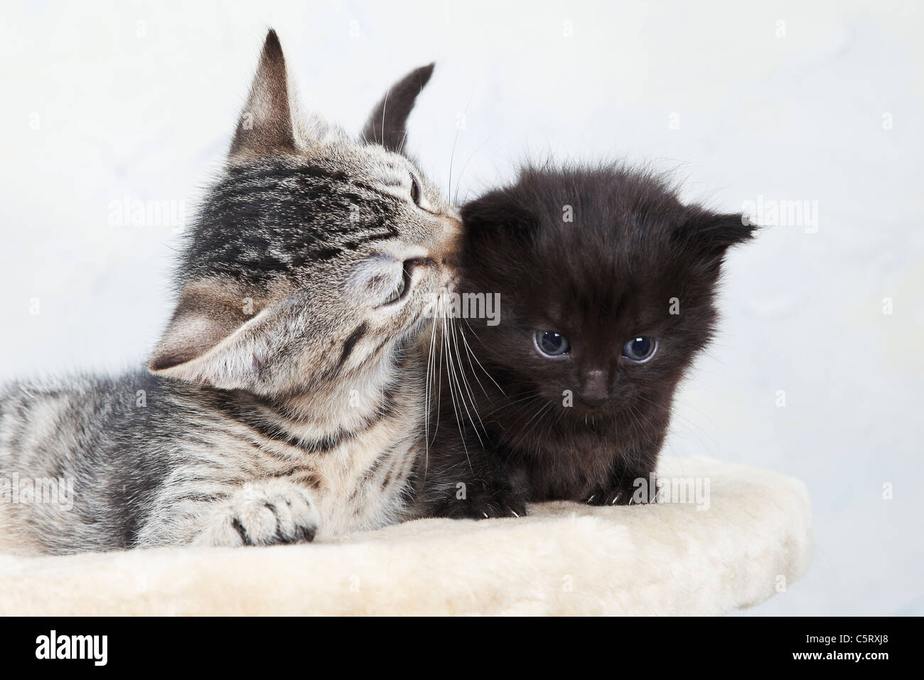 Domestic cats, Two kittens on cat tree Stock Photo