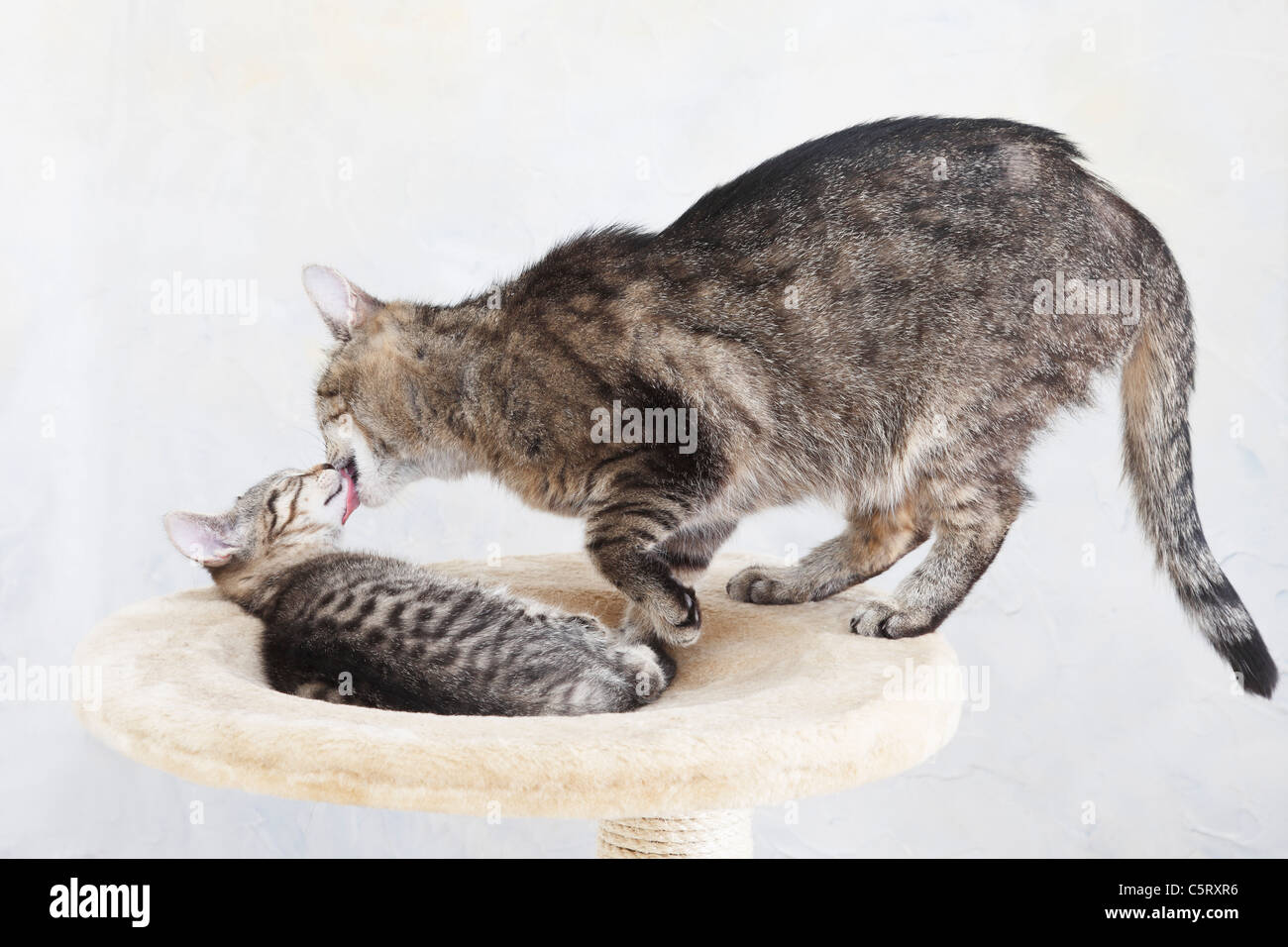 Domestic cats, Cat licking face of kitten Stock Photo Alamy