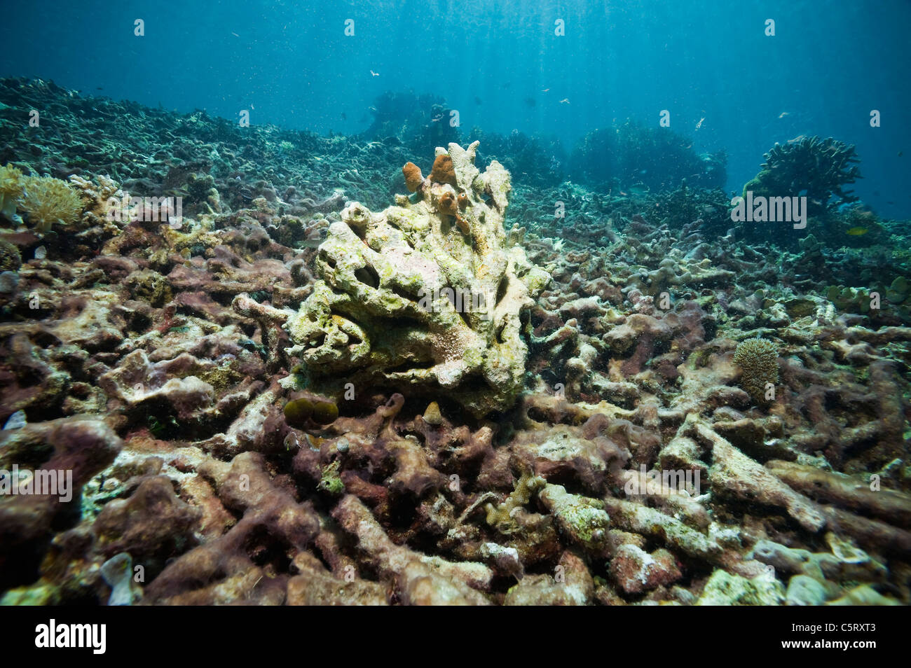 Asia, Indonesia, West Papua, Raja Ampat Islands, View of dead coralreef underwater Stock Photo