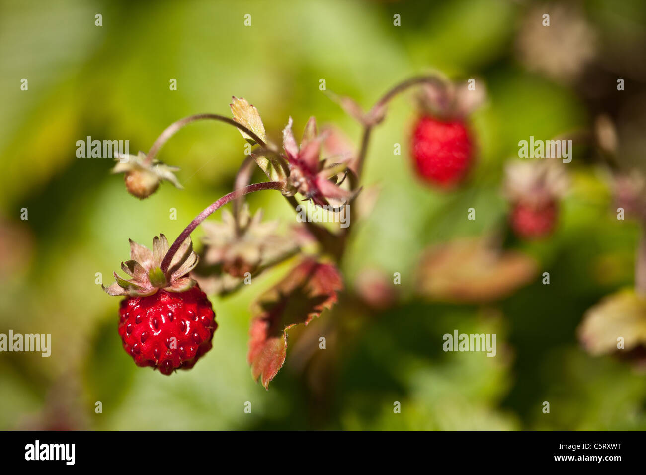 Wild Strawberry, Fragaria vesca, at Krapfoss in Moss, Østfold Norway. Stock Photo