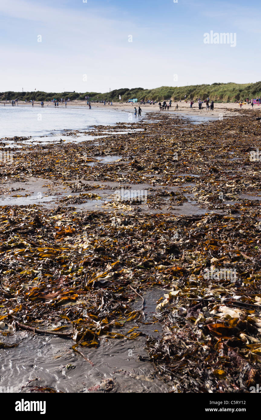 Kelp seaweed on Beadnell beach Stock Photo